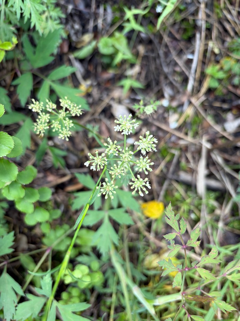 Kitagawia formosana photo 3