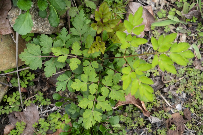 Kitagawia praeruptora