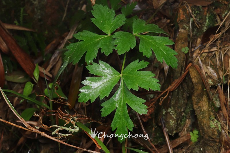Kitagawia praeruptora photo 2
