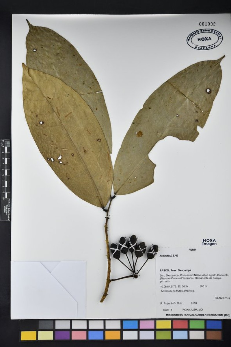 Klarobelia rocioae
