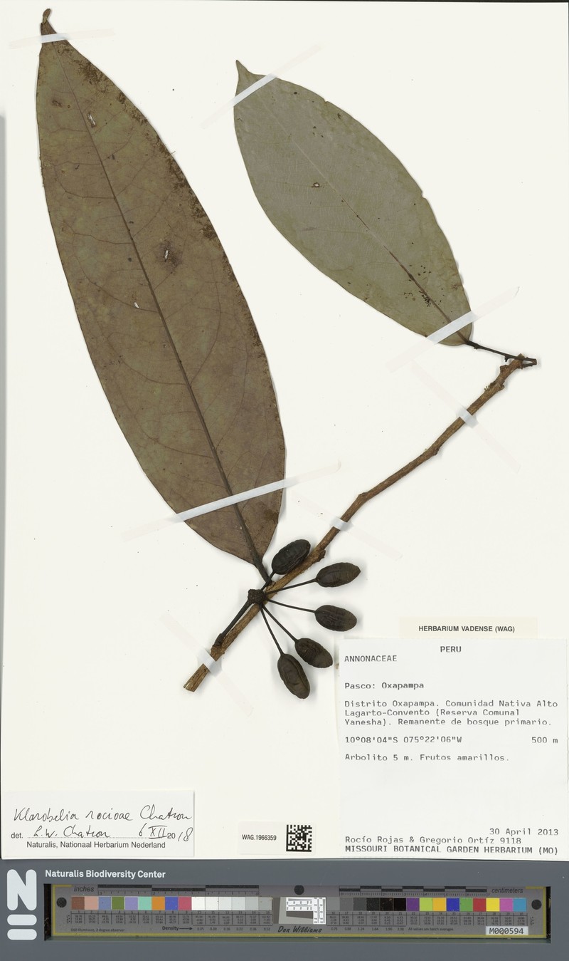 Klarobelia rocioae photo 2