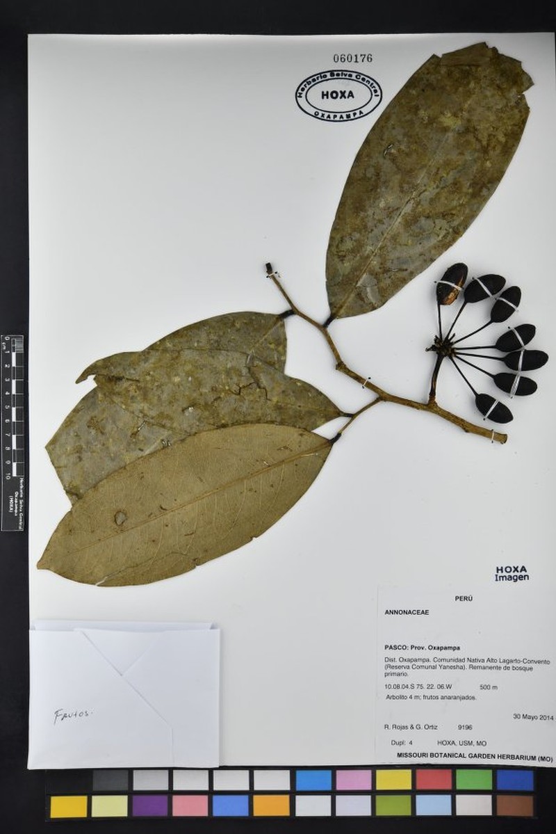 Klarobelia rocioae photo 3