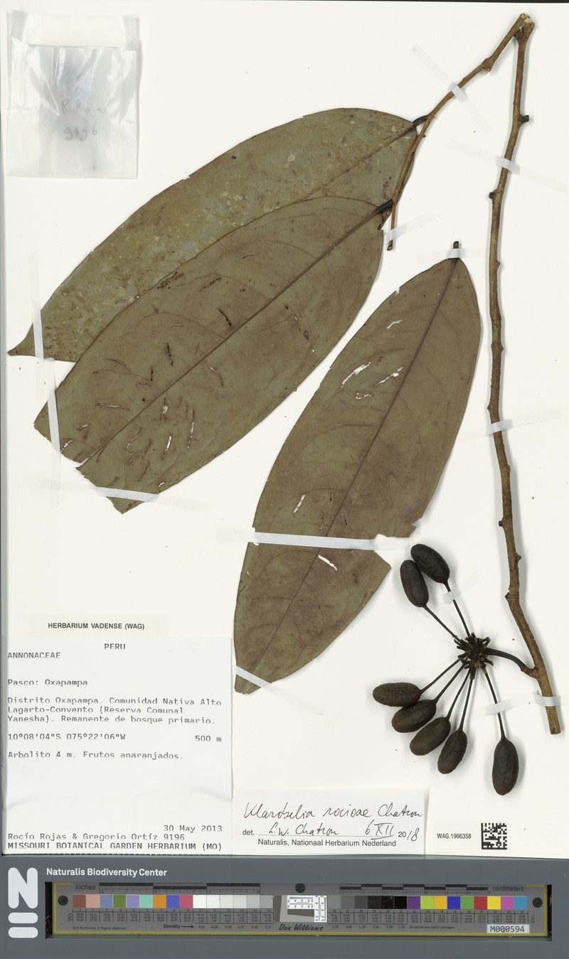 Klarobelia rocioae photo 4