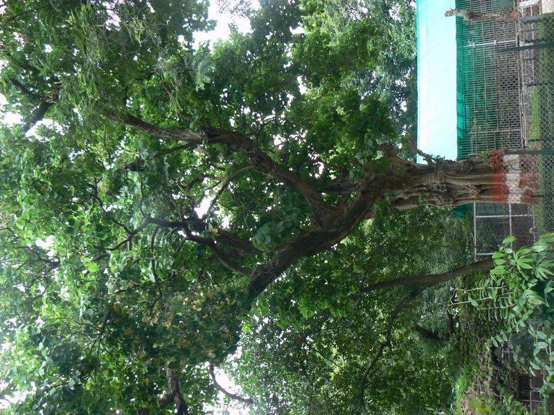 Guest Tree photo 3