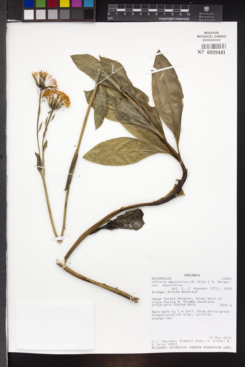 Kleinia abyssinica var. abyssinica
