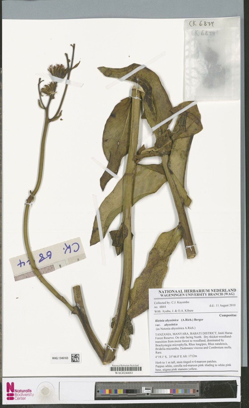 Kleinia abyssinica var. abyssinica photo 2