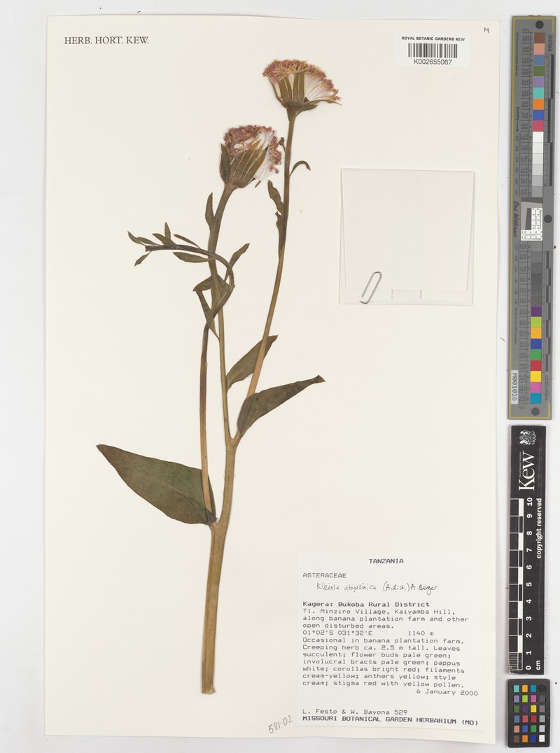 Kleinia abyssinica var. abyssinica photo 4