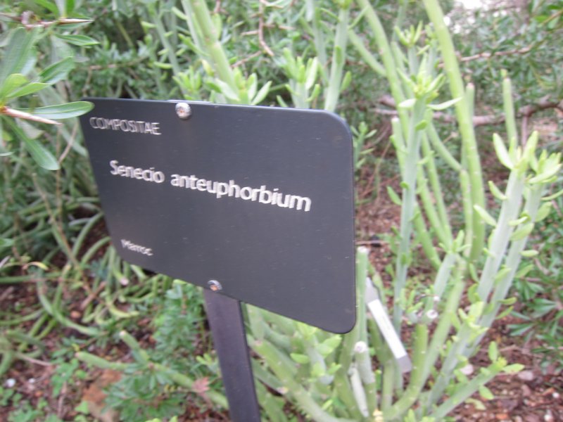 Kleinia anteuphorbium