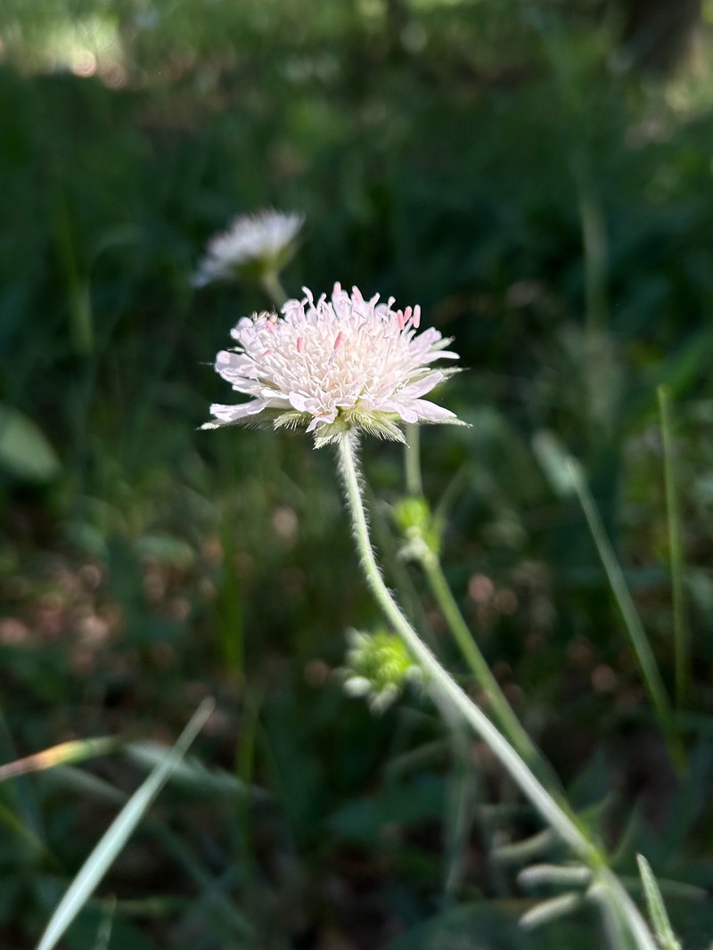 Knautia × posoniensis