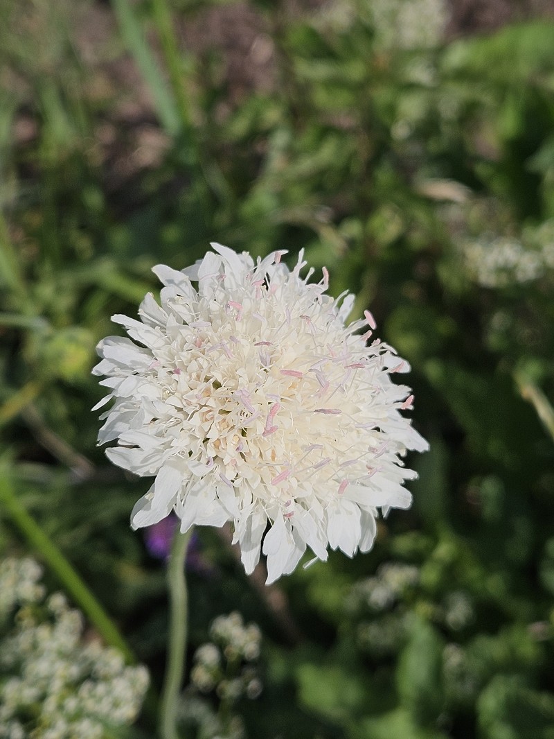 Knautia × posoniensis photo 2