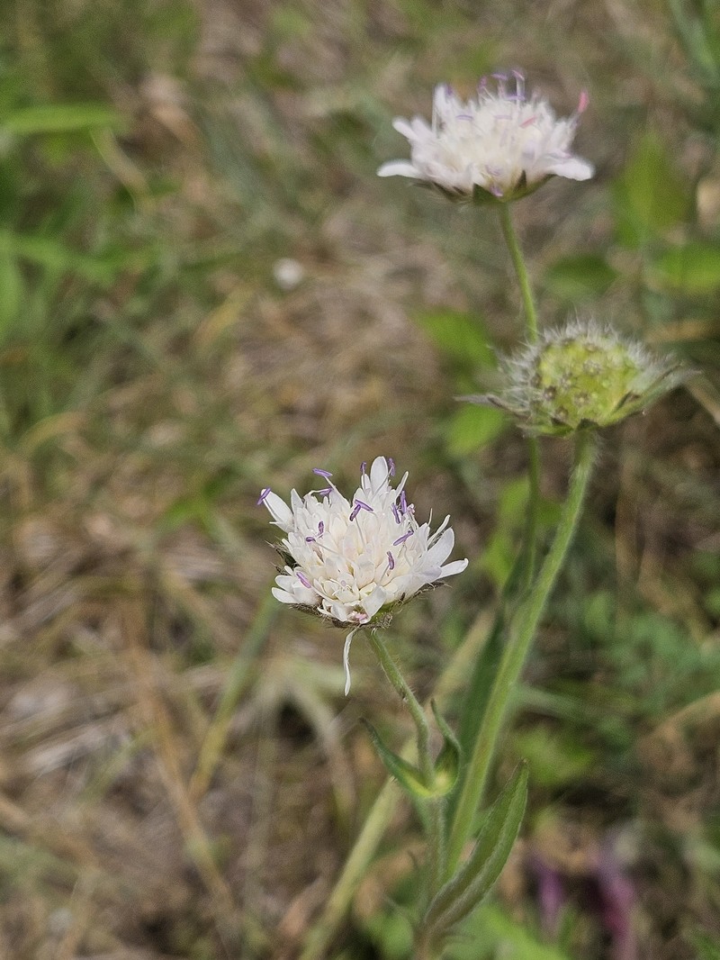 Knautia × posoniensis photo 3