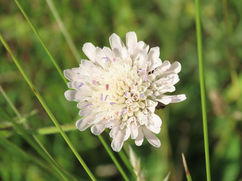 Knautia × posoniensis photo 4