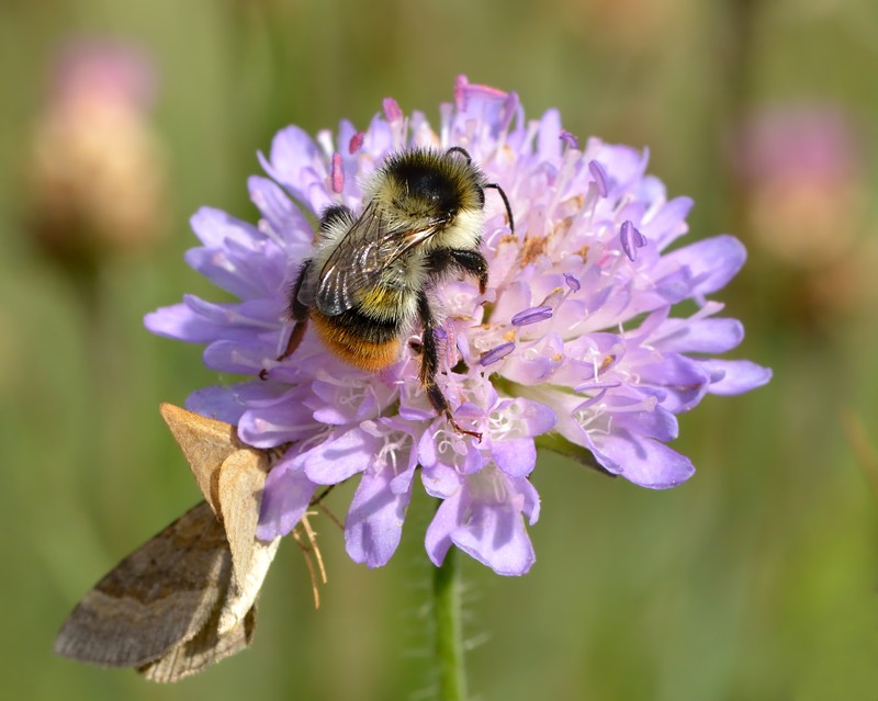 Field Scabiosa photo 2
