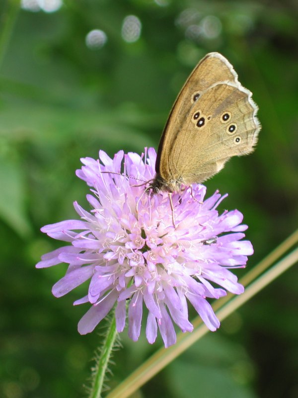 Field Scabiosa photo 3