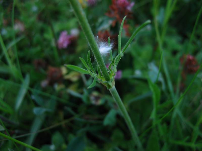 Field Scabiosa photo 4