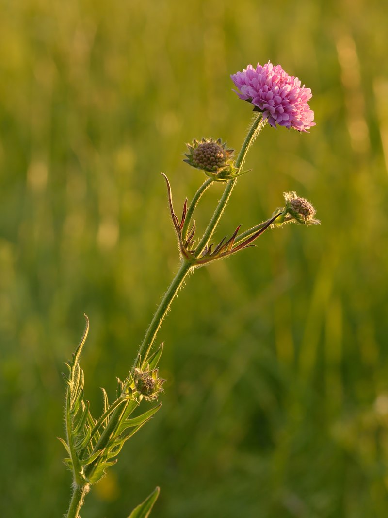 Field Scabiosa photo 5