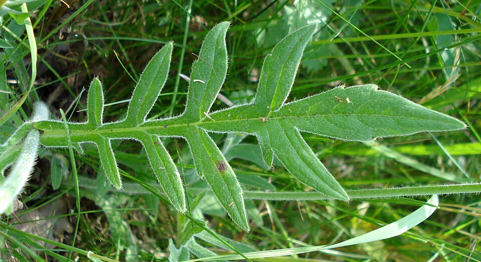 Field Scabiosa photo 6
