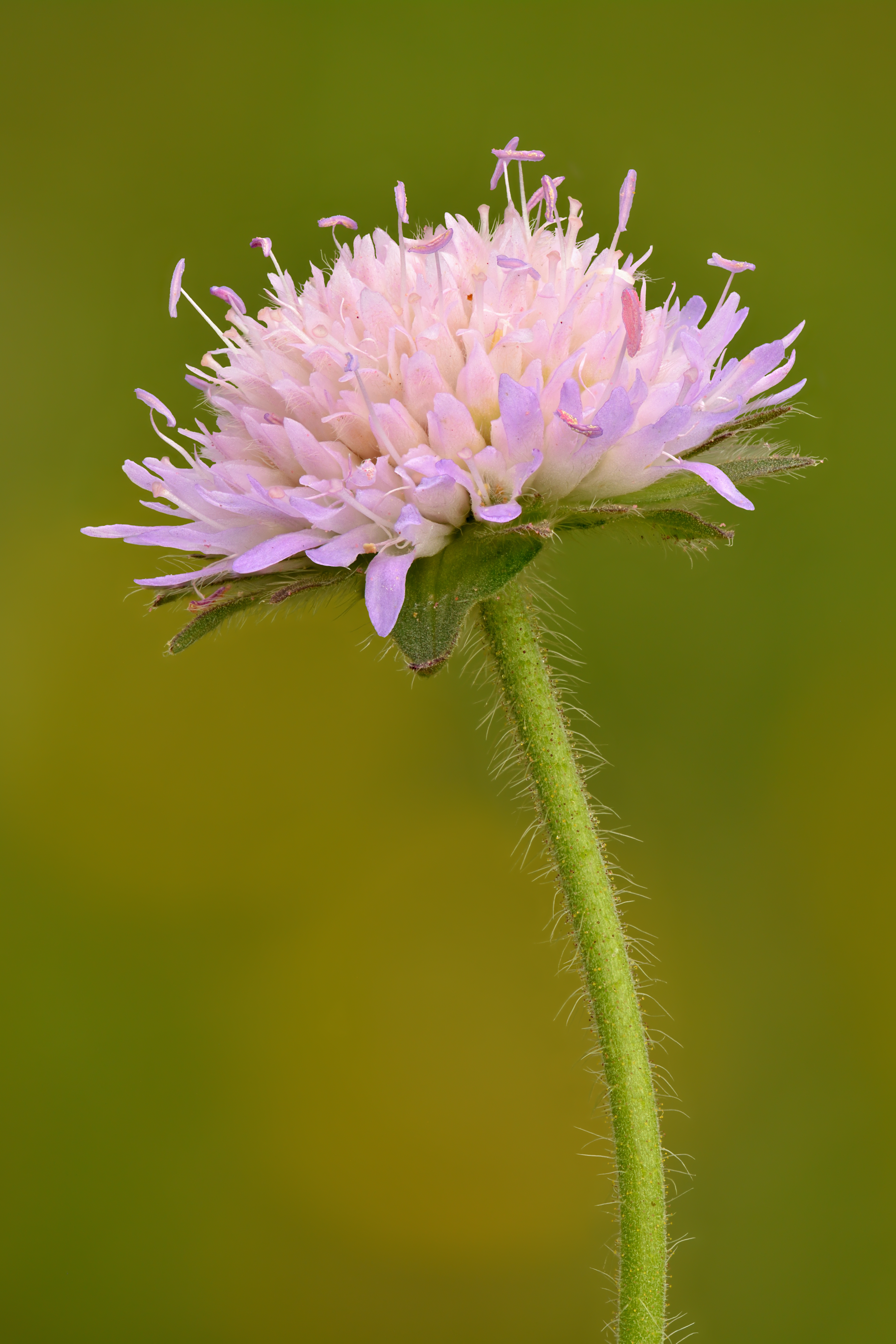 Field Scabiosa
