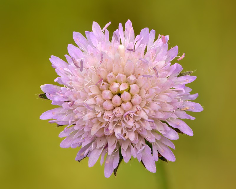 Field Scabiosa photo 7