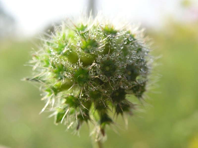 Field Scabiosa photo 8