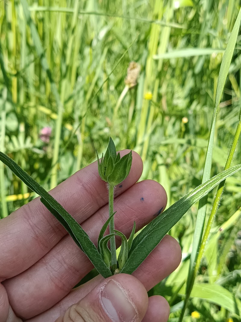 Knautia drymeja subsp. drymeja