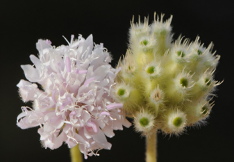 Knautia goecmenii