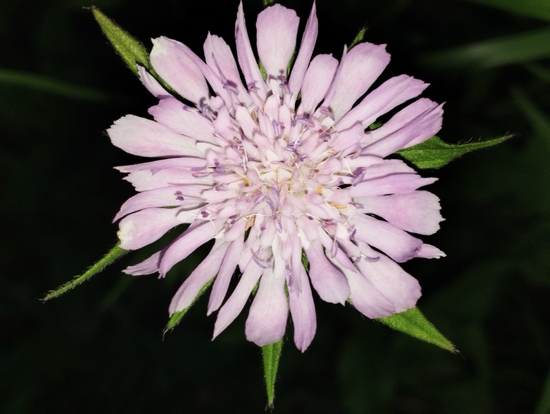 Knautia integrifolia subsp. integrifolia