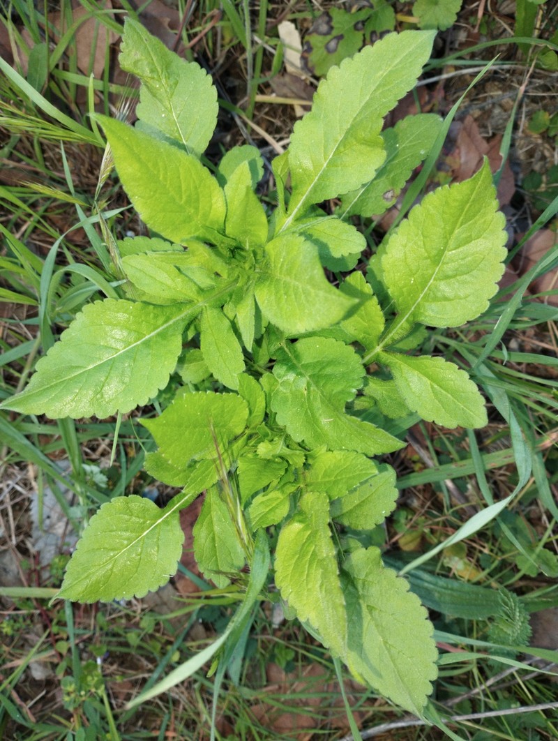 Knautia integrifolia subsp. integrifolia photo 2
