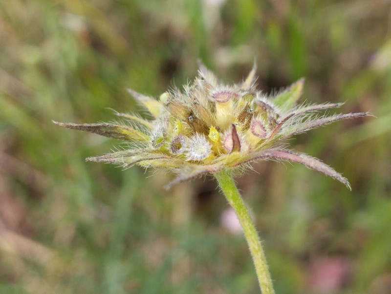 Knautia integrifolia subsp. integrifolia photo 3