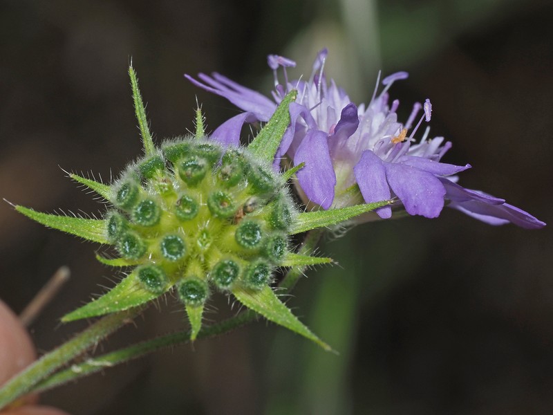 Knautia integrifolia subsp. mimica