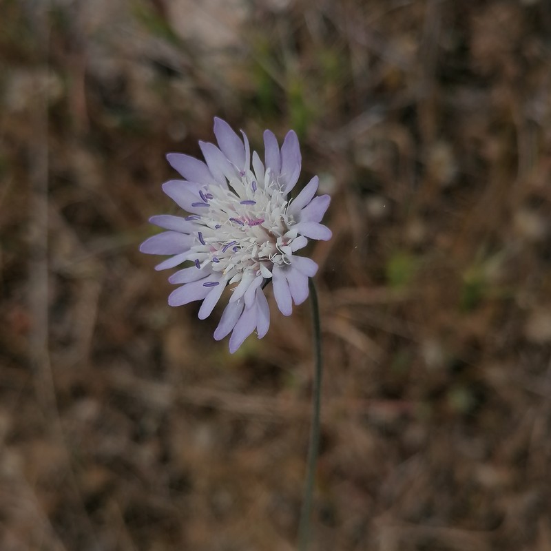 Knautia integrifolia subsp. mimica photo 2