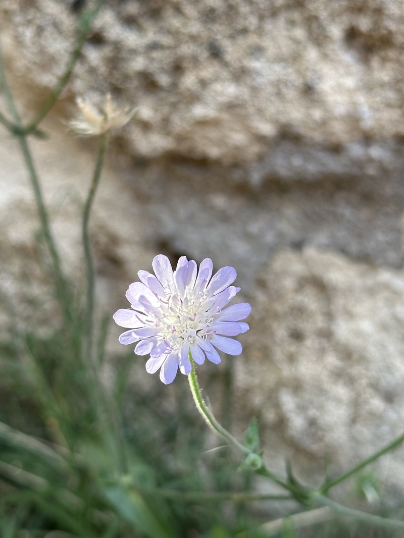 Knautia integrifolia subsp. urvillei