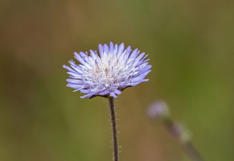 Knautia integrifolia subsp. urvillei photo 2