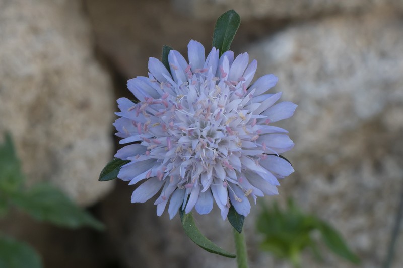 Knautia integrifolia subsp. urvillei photo 3