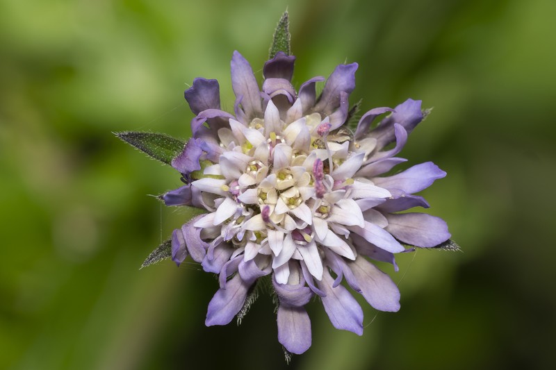 Knautia integrifolia subsp. urvillei photo 4
