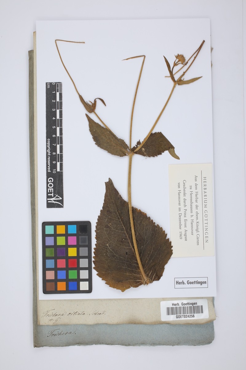 Knautia kitaibelii subsp. kitaibelii