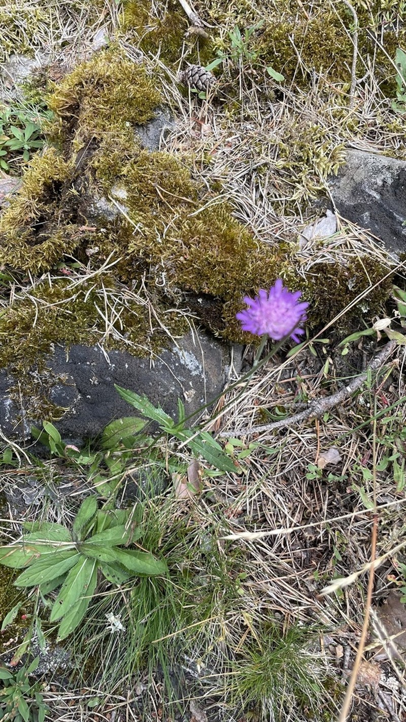 Knautia serpentinicola