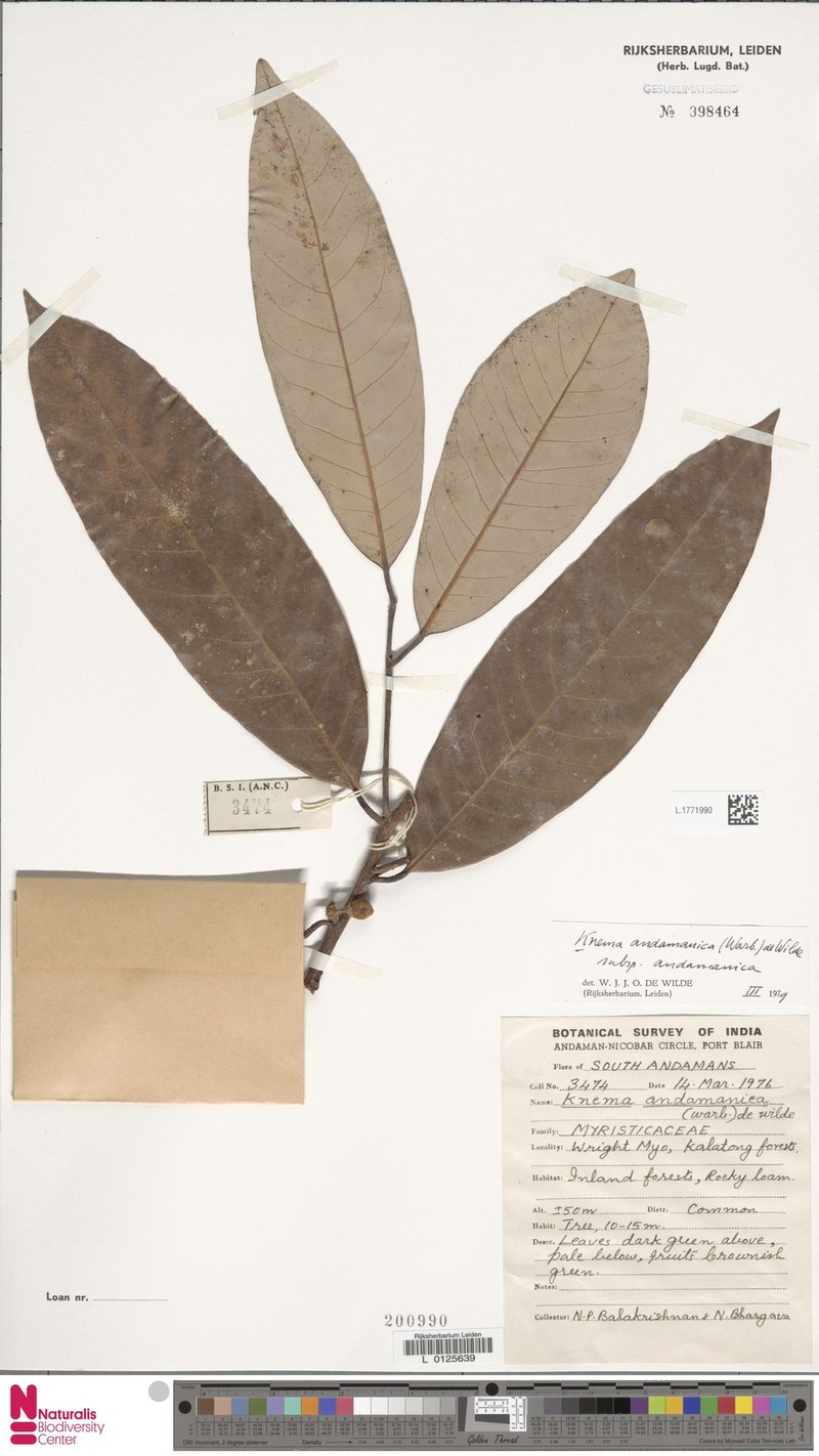 Knema andamanica subsp. andamanica