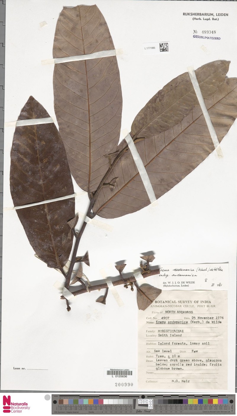 Knema andamanica subsp. andamanica photo 2