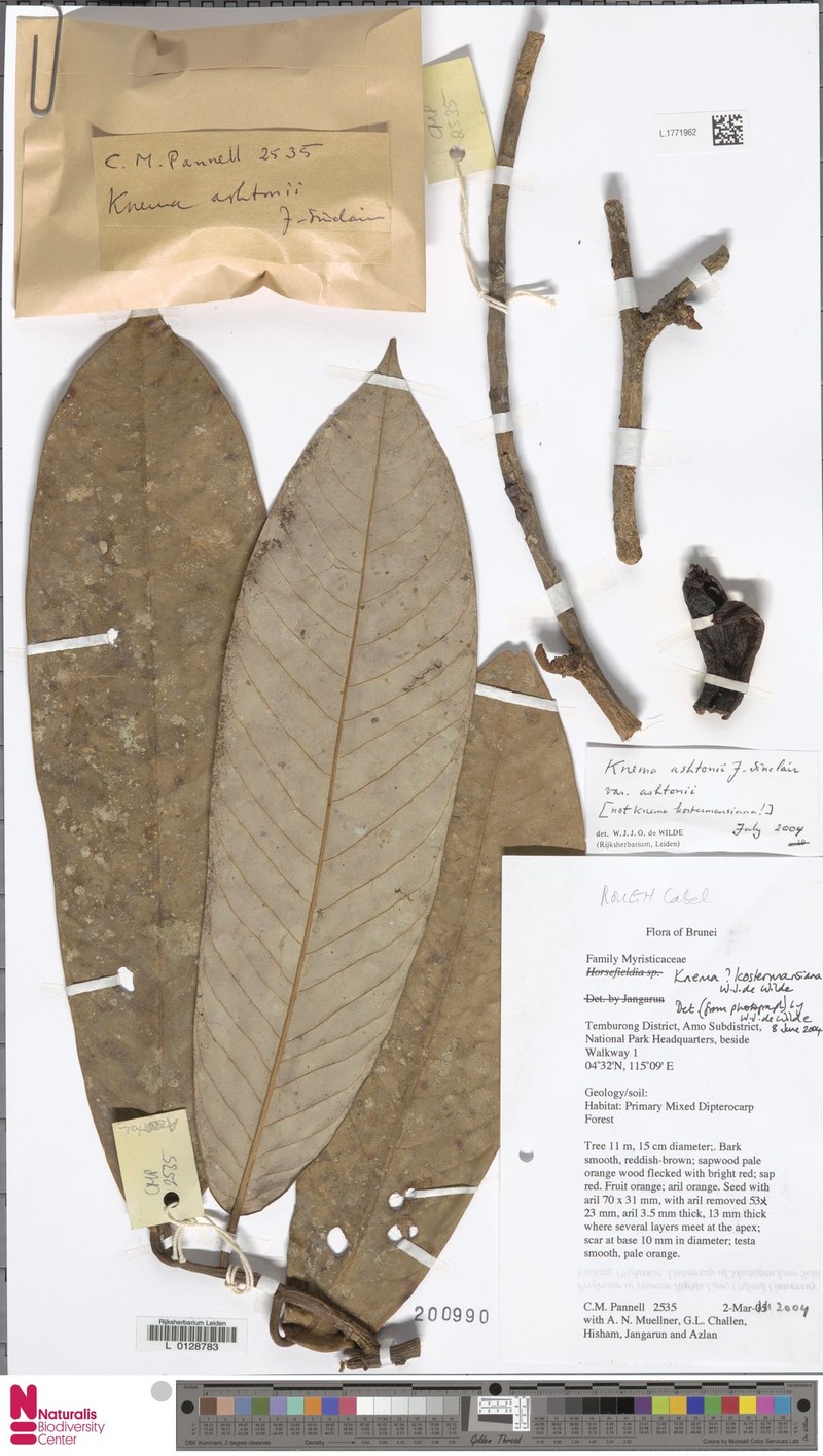 Knema ashtonii var. ashtonii
