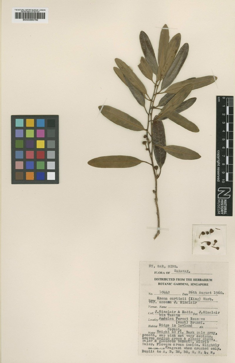 Knema curtisii var. amoena