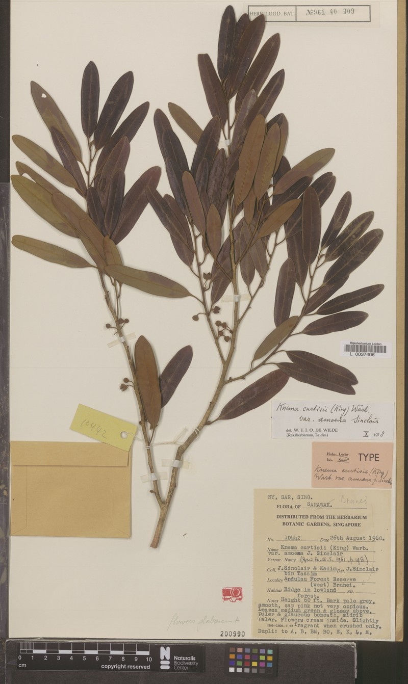 Knema curtisii var. amoena photo 2