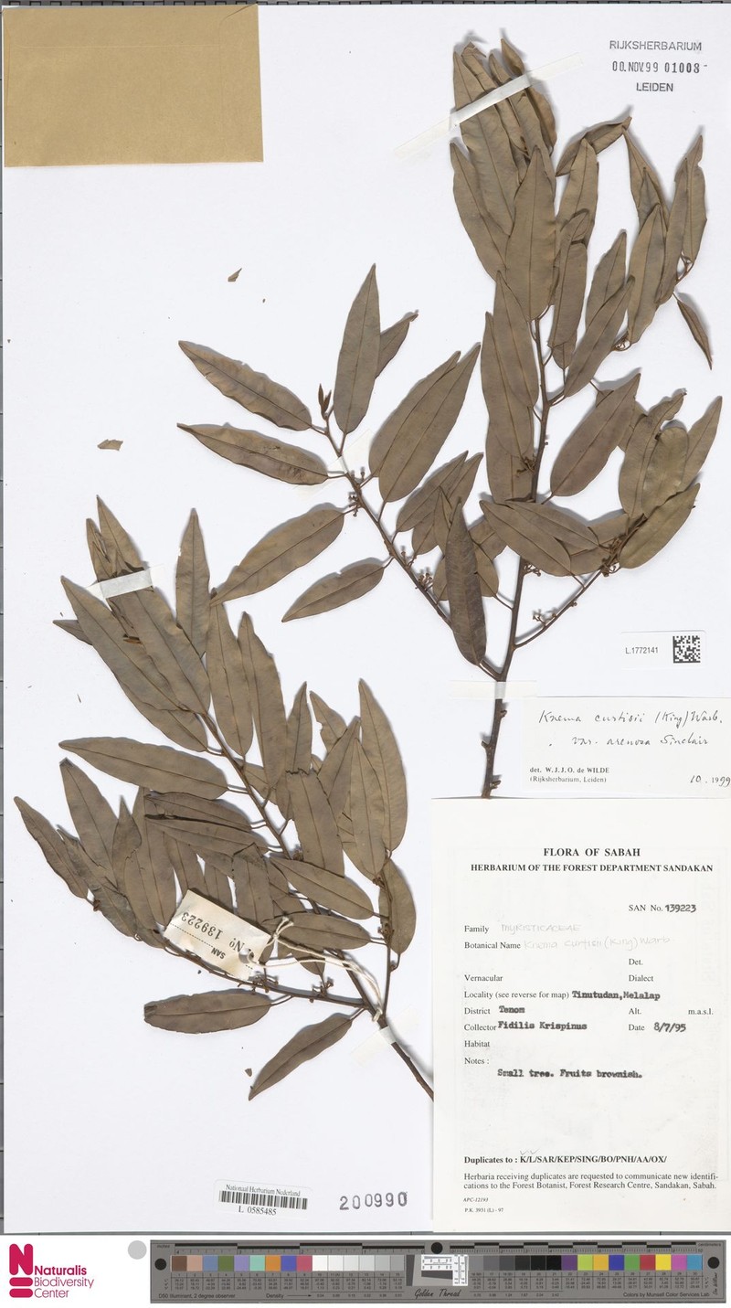 Knema curtisii var. arenosa