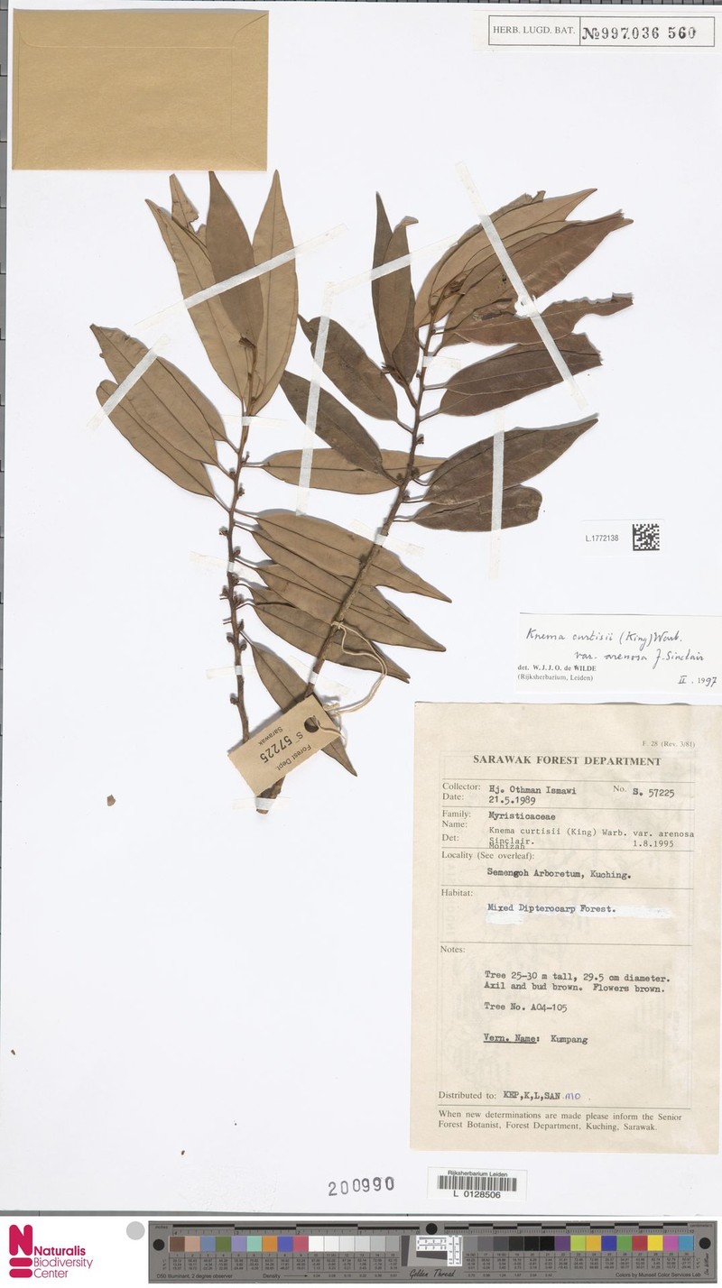 Knema curtisii var. arenosa photo 2
