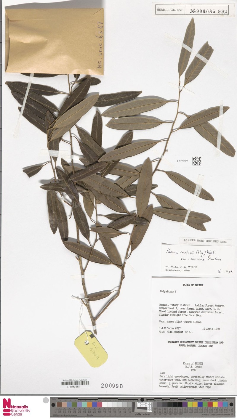 Knema curtisii var. arenosa photo 3