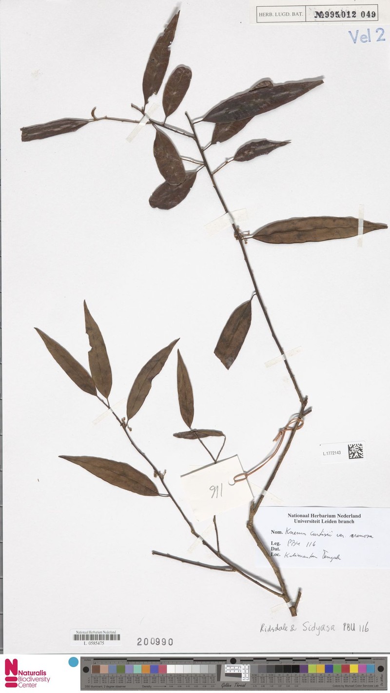 Knema curtisii var. arenosa photo 4