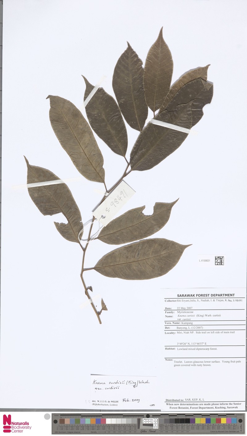 Knema curtisii var. curtisii