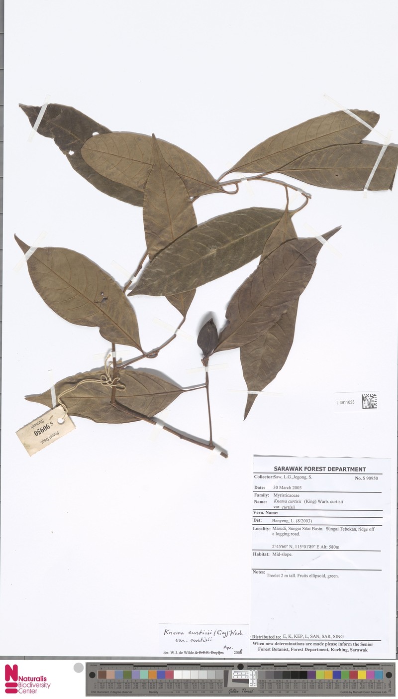 Knema curtisii var. curtisii photo 2