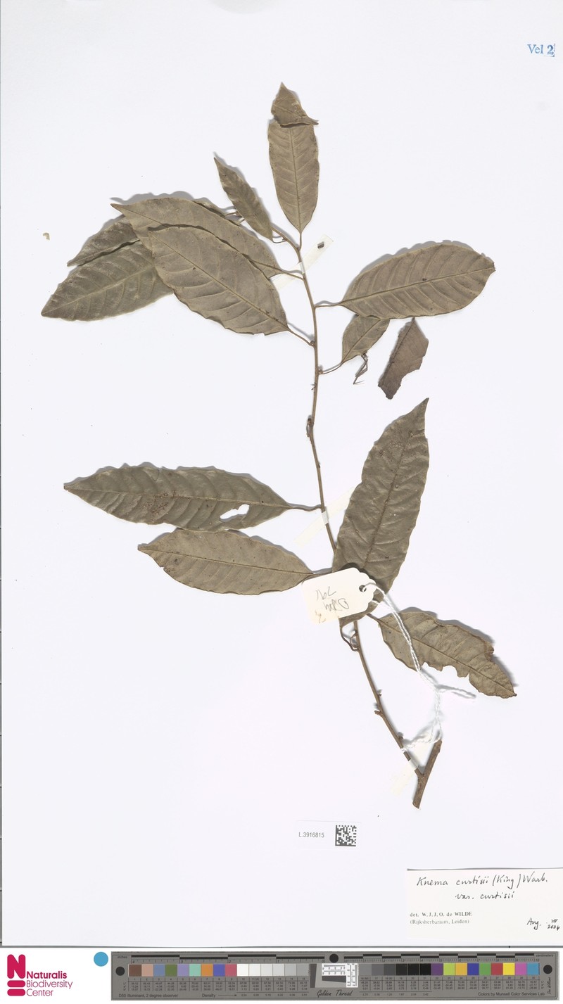 Knema curtisii var. curtisii photo 3