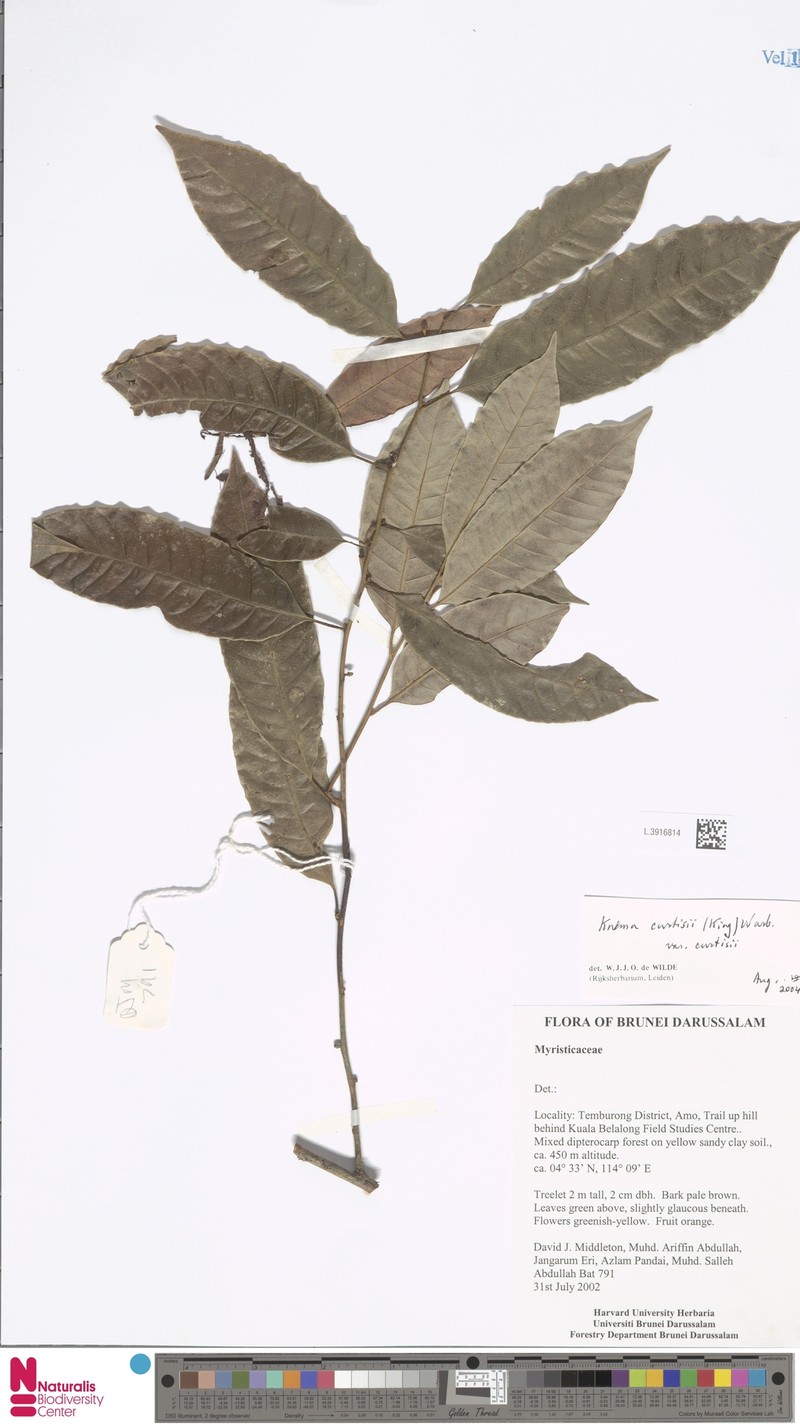 Knema curtisii var. curtisii photo 4